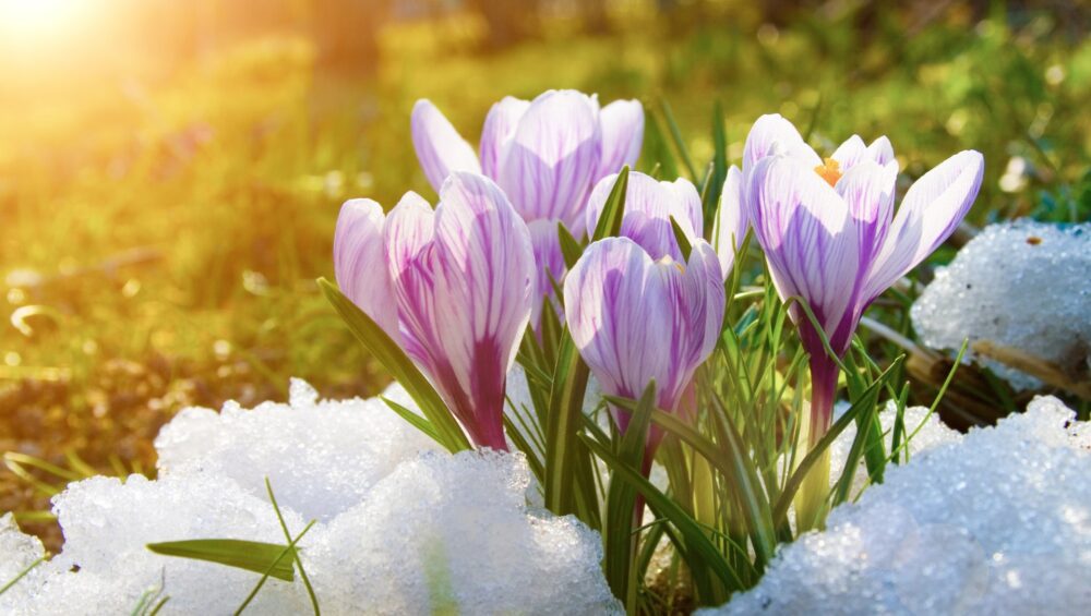 Blooming crocuses on a sunny day. Spring flowers in the snow.