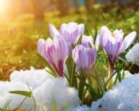 Blooming crocuses on a sunny day. Spring flowers in the snow.